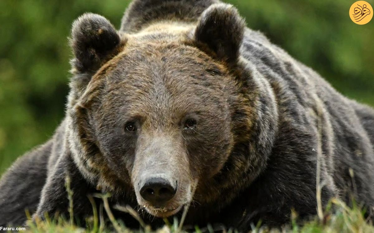 (ویدئو) جنجال در رومانی بر سر نگهداری یا کشتن خرس‌های قهوه‌ای