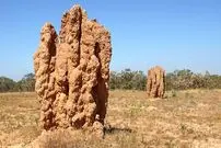 شاهکارهای حیرت‌انگیز معماری که توسط یک حشرۀ کوچک ساخته شده‌اند