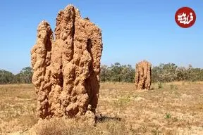 شاهکارهای حیرت‌انگیز معماری که توسط یک حشرۀ کوچک ساخته شده‌اند