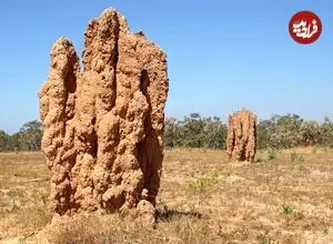 شاهکارهای حیرت‌انگیز معماری که توسط یک حشرۀ کوچک ساخته شده‌اند