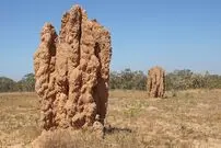 شاهکارهای حیرت‌انگیز معماری که توسط یک حشرۀ کوچک ساخته شده‌اند