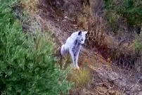 ببینید| ثبت تصویر نخستین سیاه‌گوش سفید ایبری در جهان