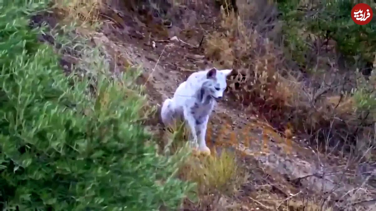 ببینید| ثبت تصویر نخستین سیاهگوش سفید ایبری در جهان