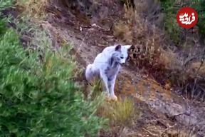 ببینید| ثبت تصویر نخستین سیاه‌گوش سفید ایبری در جهان