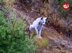 ببینید| ثبت تصویر نخستین سیاهگوش سفید ایبری در جهان