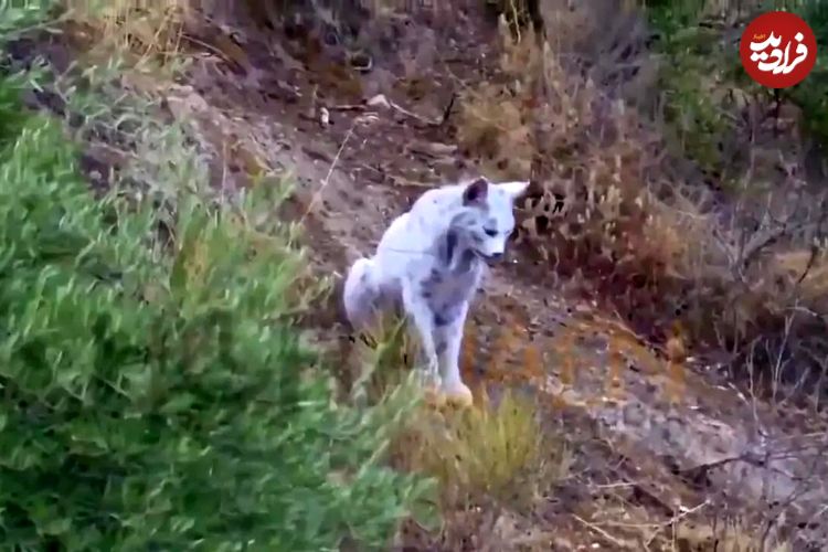 ببینید| ثبت تصویر نخستین سیاهگوش سفید ایبری در جهان