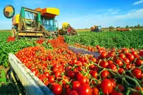 (ویدئو) فرآیند دیدنی کاشت و برداشت و فرآوری 12 هزار تن گوجه فرنگی