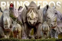 ببینید| 5 گونه کرگدن باستانی که هنوز روی زمین زندگی می کنند