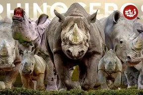 ببینید| 5 گونه کرگدن باستانی که هنوز روی زمین زندگی می کنند