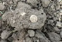 گنج سکه‌های طلای 2 هزارساله در یک مزرعه پیدا شد