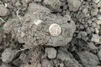 گنج سکه‌های طلای 2 هزارساله در یک مزرعه پیدا شد