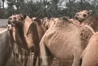 (ویدئو) ببینید چگونه شیر و گوشت شتر در کارخانه های عربی فرآوری و بسته بندی می شود