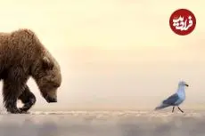 شاهکارهای عکاسی طبیعت در سال 2025 که برندۀ جایزه شدند