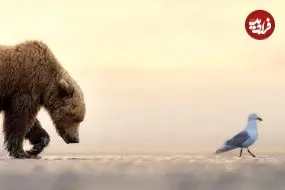 شاهکارهای عکاسی طبیعت در سال 2025 که برندۀ جایزه شدند