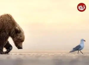 شاهکارهای عکاسی طبیعت در سال 2025 که برندۀ جایزه شدند