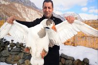 ببینید| غذای روستایی در آذربایجان؛ مرغابی بریانی در تنور و در طبیعت برفی