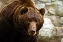 اندازه باورنکردنی خرس ها در حالت ایستاده + اینفوگرافیک