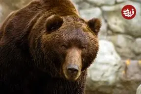 اندازه باورنکردنی خرس ها در حالت ایستاده + اینفوگرافیک