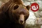 اندازه باورنکردنی خرس ها در حالت ایستاده + اینفوگرافیک