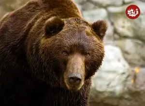 اندازه باورنکردنی خرس ها در حالت ایستاده + اینفوگرافیک