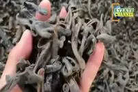 (ویدئو) ببینید ویتنامی ها چگونه میلیاردها زالو را برای خوردن شان پرورش و فرآوری می کنند