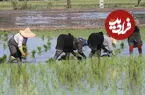 عکس| سفر در زمان؛ زنان کشاورز مازندرانی در حال صبحانه خوردن در کنار شالیزار؛ سال 80