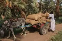 ( ویدیو) برداشت خرما در سودان جنگ زده؛ با سوخت کم و حمل و نقلی که نیست 
