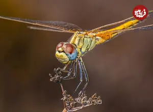 عکس| نزدیک ترین حالت ملاقات با یک سنجاقک!