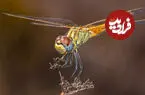 عکس| نزدیک ترین حالت ملاقات با یک سنجاقک!
