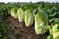 ببینید؛ مراحل کاشت و برداشت کلم چینی در مزرعه ای تماشایی در ژاپن