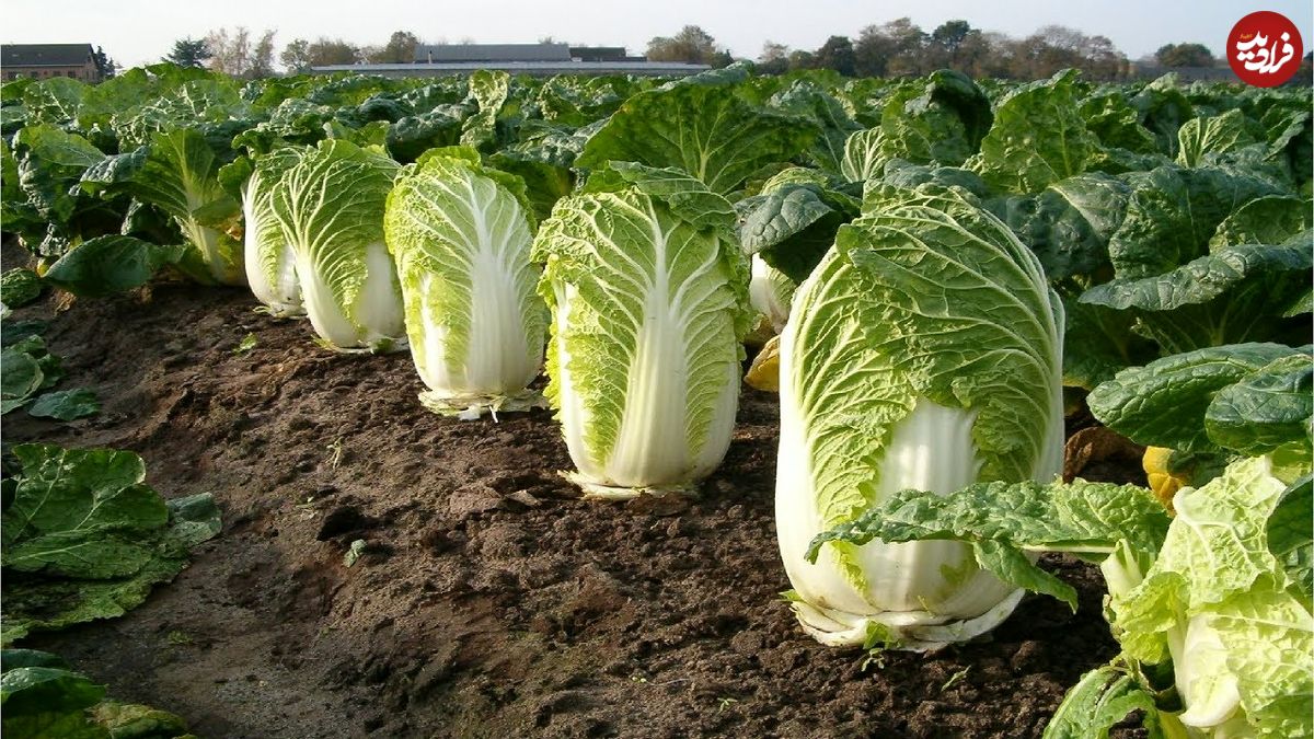 ببینید؛ مراحل کاشت و برداشت کلم چینی در مزرعه ای تماشایی در ژاپن