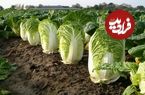 ببینید؛ مراحل کاشت و برداشت کلم چینی در مزرعه ای تماشایی در ژاپن