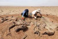 دیوار 800 سالۀ 300 کیلومتری از زیر شن‌های صحرا بیرون آمد