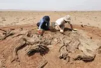 دیوار 800 سالۀ 300 کیلومتری از زیر شن‌های صحرا بیرون آمد