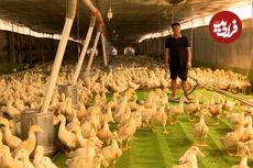 (ویدئو) فرآیند پرورش و بسته بندی میلیون ها اردک در کشورهای مختلف جهان