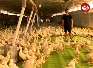 (ویدئو) فرآیند پرورش و بسته بندی میلیون ها اردک در کشورهای مختلف جهان
