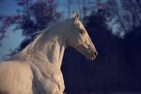 (عکس) بیماری عجیبی که این اسب زیبا را به شهرت رساند