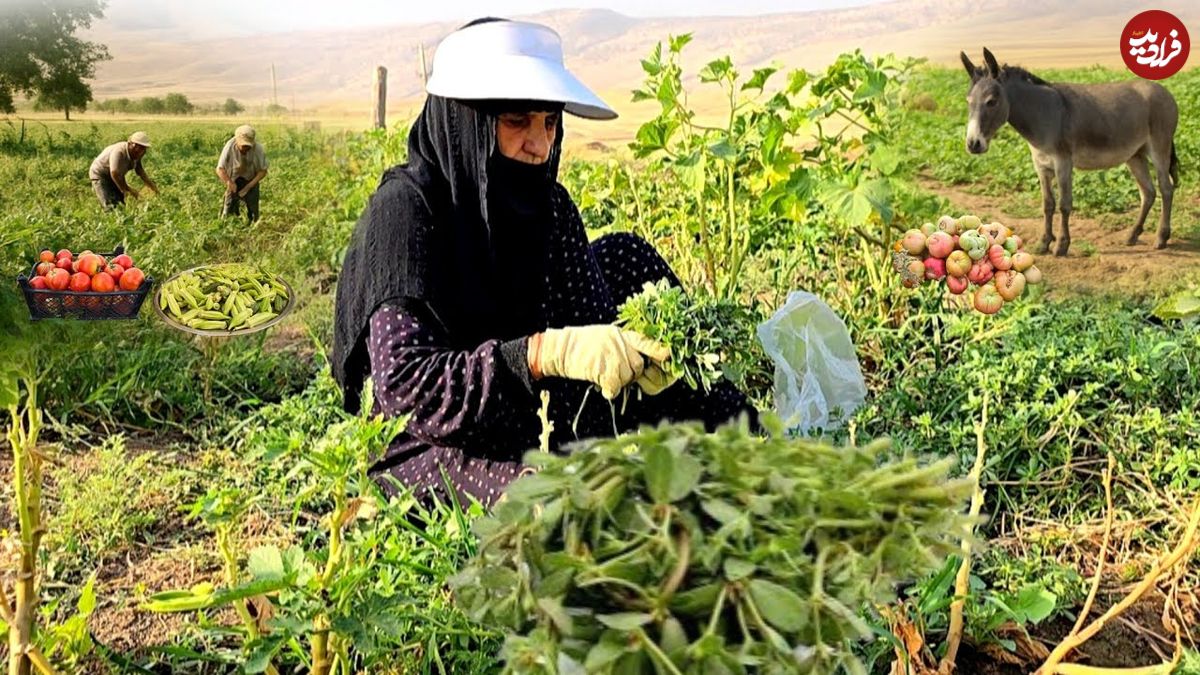 ببینید؛ غذای روستایی در ایران؛ برداشت خرفه و پخت بورانی سنتی با آن