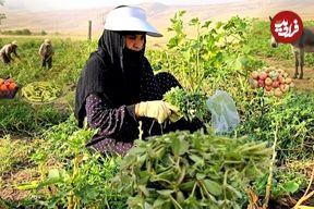 ببینید؛ غذای روستایی در ایران؛ برداشت خرفه و پخت بورانی سنتی با آن