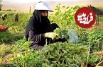 ببینید؛ غذای روستایی در ایران؛ برداشت خرفه و پخت بورانی سنتی با آن