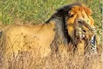 ببینید| شیر نر یک بچه‌پلنگ را جلوی چشمان مادرش شکار کرد