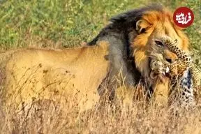 ببینید| شیر نر یک بچه‌پلنگ را جلوی چشمان مادرش شکار کرد