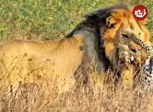 ببینید| شیر نر یک بچه‌پلنگ را جلوی چشمان مادرش شکار کرد
