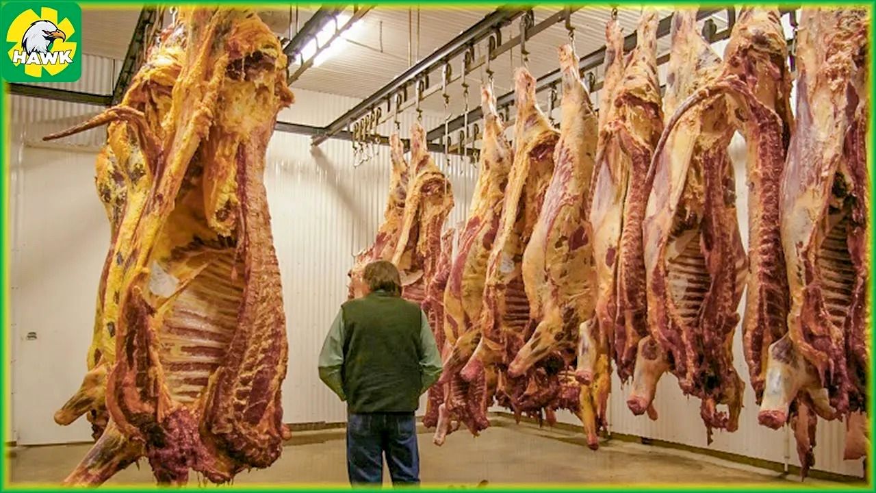 (ویدئو) مراحل برش و بسته بندی گوشت اسب در کارخانه؛ فرآیند فرآوری پوست اسب