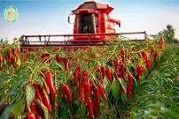 ببینید| چگونه اندونزیایی ها هزاران تن فلفل قرمز را برداشت و فرآوری می کنند؟