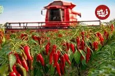 ببینید| چگونه اندونزیایی ها هزاران تن فلفل قرمز را برداشت و فرآوری می کنند؟