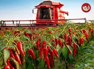 ببینید| چگونه اندونزیایی ها هزاران تن فلفل قرمز را برداشت و فرآوری می کنند؟