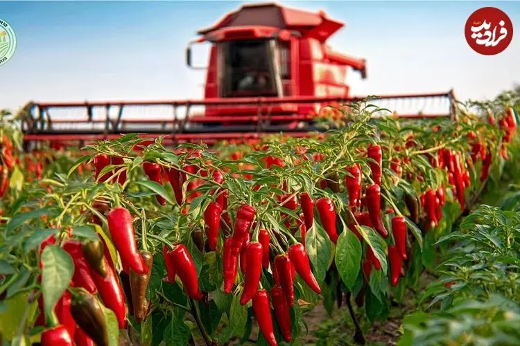 ببینید| چگونه اندونزیایی ها هزاران تن فلفل قرمز را برداشت و فرآوری می کنند؟