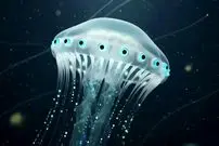 ببینید| کشف یک ژله‌ماهی عجیب با ۲۴ چشم!