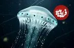 ببینید| کشف یک ژله‌ماهی عجیب با ۲۴ چشم!